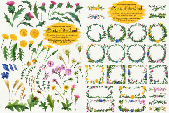 Plants of Scotland: Watercolor & Thistle Design Assets